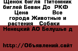 Щенок бигля. Питомник биглей Беван-До (РКФ) › Цена ­ 20 000 - Все города Животные и растения » Собаки   . Ненецкий АО,Белушье д.